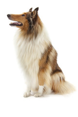 Rough Collie