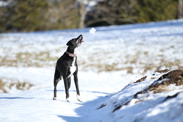 Hund fängt Schneeball
