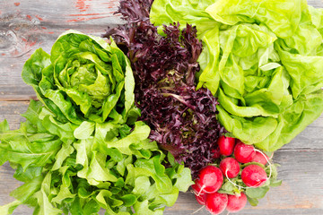Heads of assorted fresh lettuce with radishes - 61722482