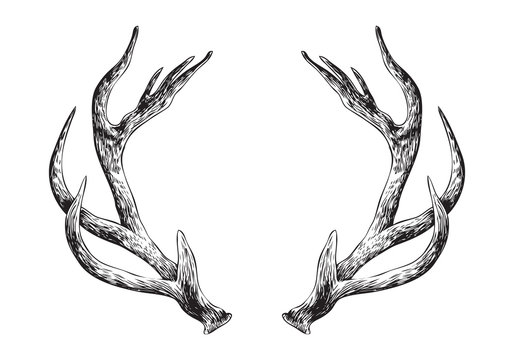 22,573 Deer Antler Stock Photos, High-Res Pictures, and Images