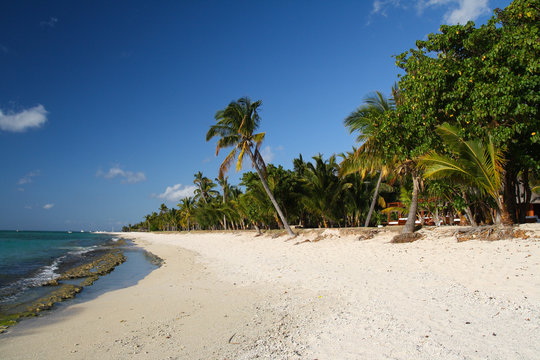 Tropical beach with palm trees i Le Morne, Mauritius