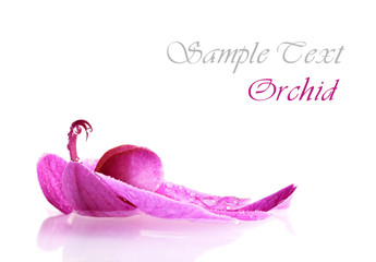 Orchid with water drops resembles a resting phoenix