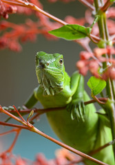 Green lizard