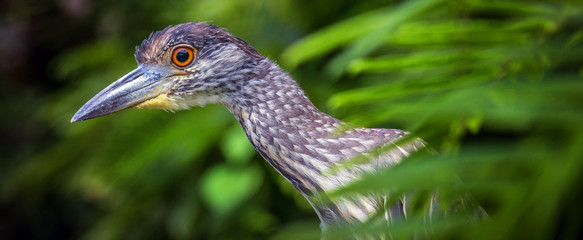 Exotic bird