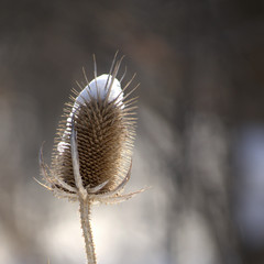 Skewered