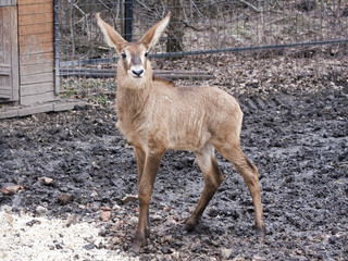 Roan antelope (Hippotragus equinus) calf