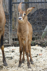 Roan antelope (Hippotragus equinus) calf