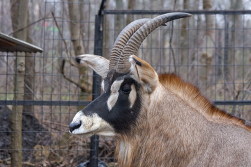 Roan antelope (Hippotragus equinus) head
