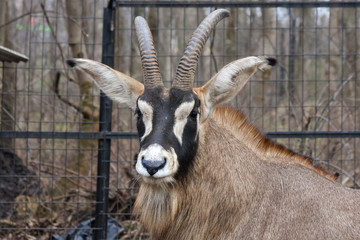 Roan antelope (Hippotragus equinus) head