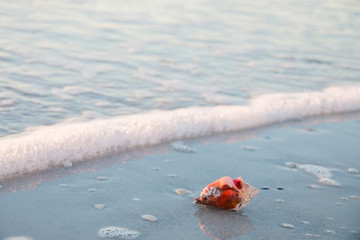 Red shell washed away by wave on the beach in Florida
