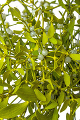 mistletoe plant in detail