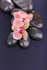 Fototapeta na wymiar Composition with beautiful blooming orchid with water drops and