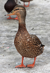 Female Mallard Duck. Closeup of a drake, standing in the snow .