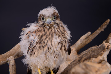 young chick hawk