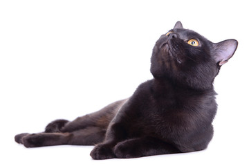 adult black cat