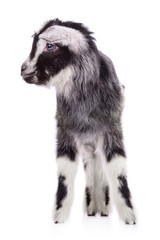 farm animal goat isolated