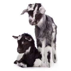 Fototapeta premium two newborn goat