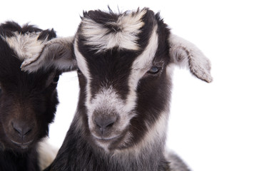 Obraz premium farm animal goat isolated