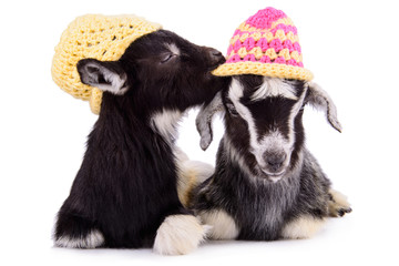 farm animal goats isolated