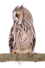 bird owl isolated