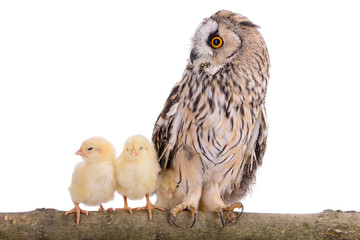 owl with newborn chickens