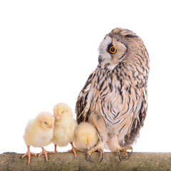 owl with newborn chickens