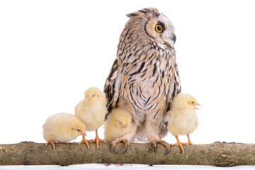 owl with newborn chickens