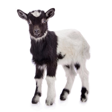 farm animal goat isolated
