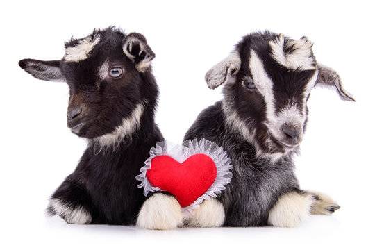 goats with heart