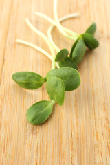 Green young sunflower sprouts on wooden background