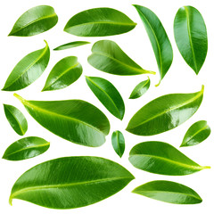 Collage of beautiful green leaves isolated on white