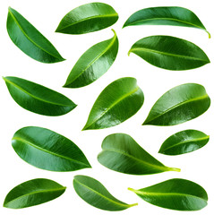 Collage of beautiful green leaves isolated on white