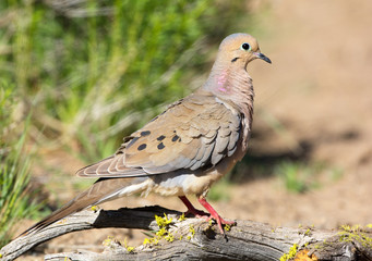 Mourning Dove - Oregon