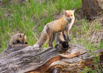 Red Fox Family, Yellowstone National Park