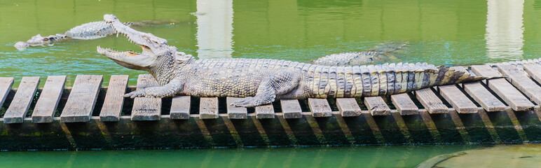Crocodile