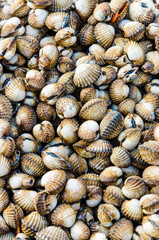 scallop background texture