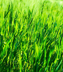 Fresh green grass background