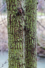 Moss covered tree.Palace of Aranjuez, Madrid, Spain