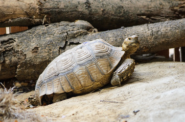 giant tortoise