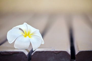 white plumeria flower on lath floor