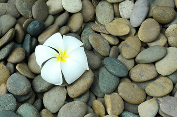 whiet plumeria flower on rock texture