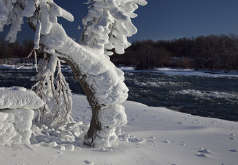 Tree Loaded with Rime Ice on Niagara River