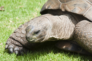 Fototapeta premium Giant Tortoise