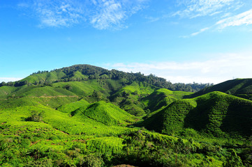 Fototapeta na wymiar Tea Plantation on the Hill