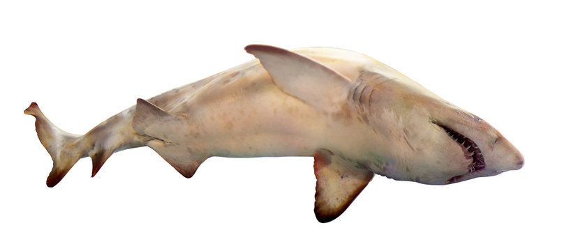  shark. Isolated over white
