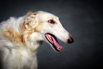 Russian Wolfhound dog