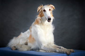 Russian Wolfhound dog