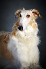 Fototapeta premium Russian Wolfhound dog