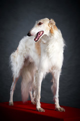 Fototapeta premium Russian Wolfhound dog