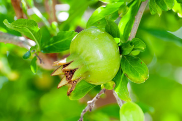 Green garnet on tree